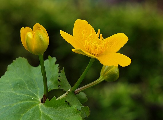 záružlie močiarne Caltha palustris L.