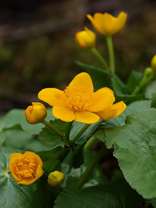 záružlie močiarne Caltha palustris L.