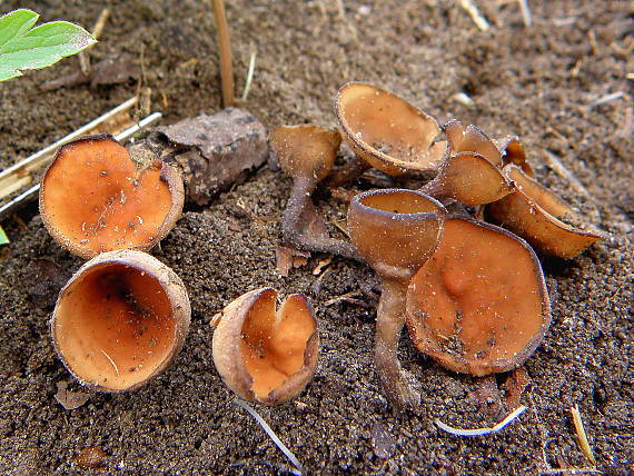 hľuznatka veternicová Dumontinia tuberosa (Bull.) L.M. Kohn