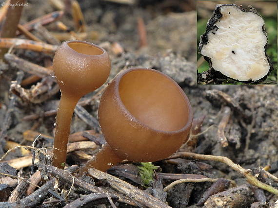 hľuznatka veternicová Dumontinia tuberosa (Bull.) L.M. Kohn