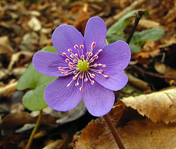 pečeňovník trojlaločný Hepatica nobilis Schreb.