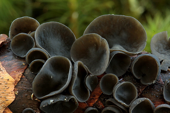 jahňadka smreková Rutstroemia bulgarioides (P. Karst.) P. Karst.