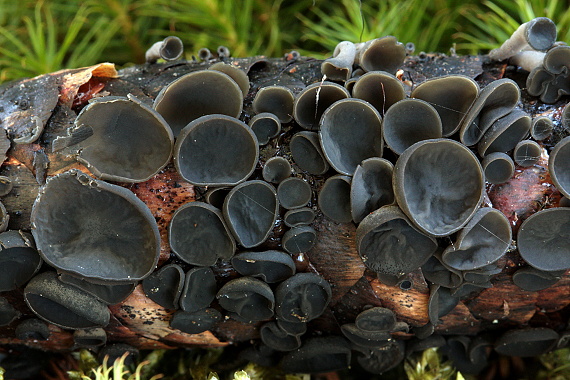 jahňadka smreková Rutstroemia bulgarioides (P. Karst.) P. Karst.