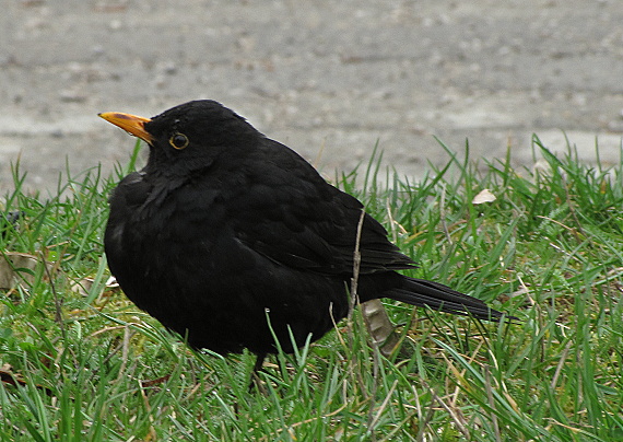 drozd čierny  Turdus merula