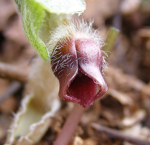 kopytník európsky-kopytník evropský Asarum europaeum L.