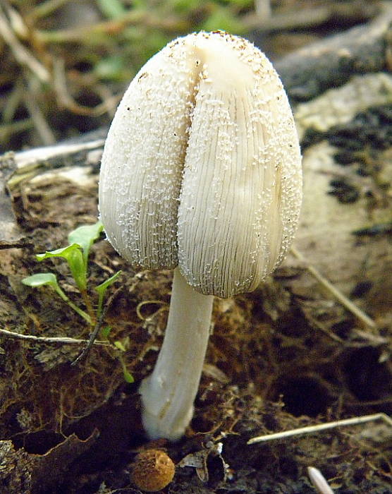 hnojník Coprinus sp.