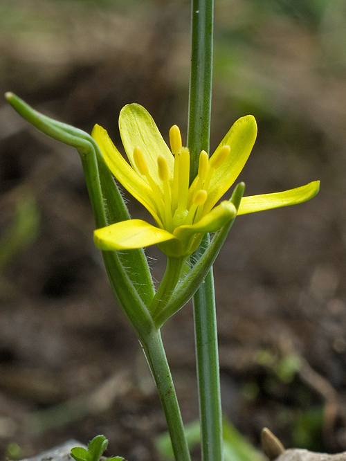 krivec pomoranský Gagea transversalis (Pall.) Stev.