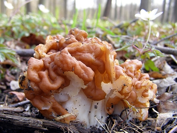 ušiak obrovský-ucháč obrovský Gyromitra gigas (Krombh.) Cooke