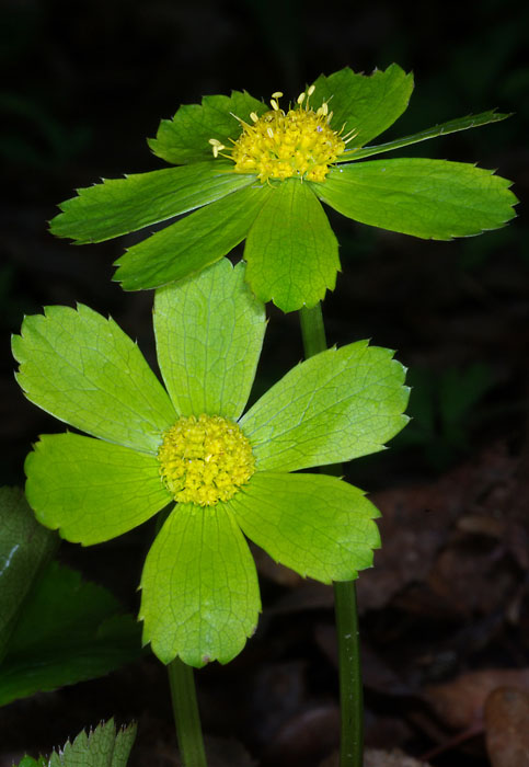 hviezdnatec čemericový - hvězdnatec zubatý Hacquetia epipactis (Scop.) DC.