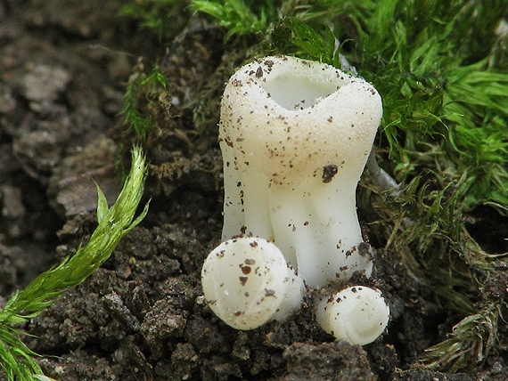 chriapač kalíškovitý Helvella acetabulum (L.) Quél.