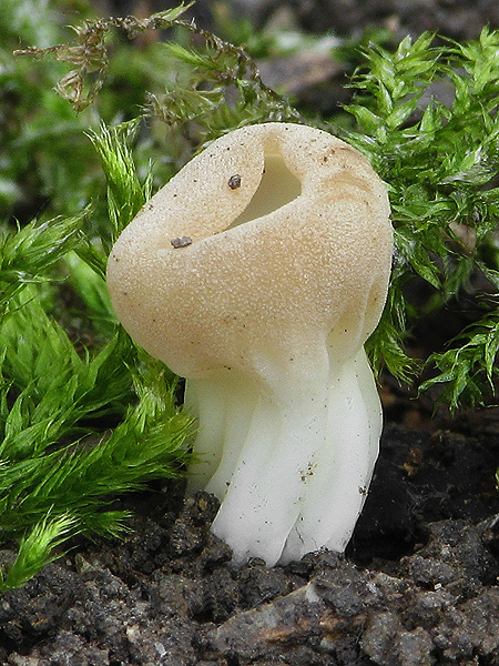 chriapač kalíškovitý Helvella acetabulum (L.) Quél.