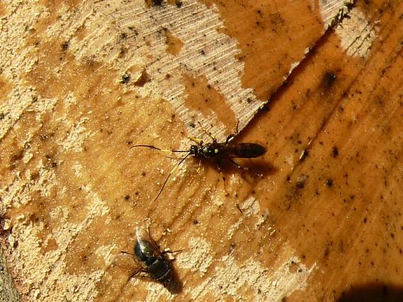 lumík Ichneumon sp.