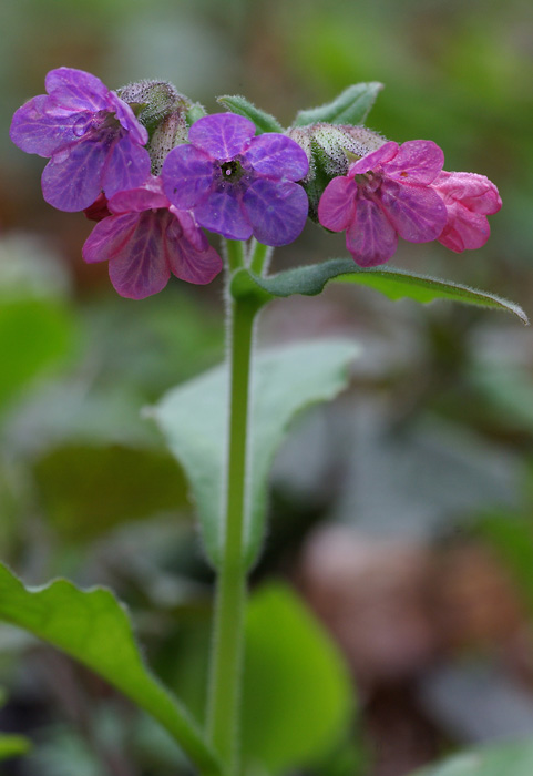 pľúcnik tmavý - plicník tmavý Pulmonaria obscura  Dumort.