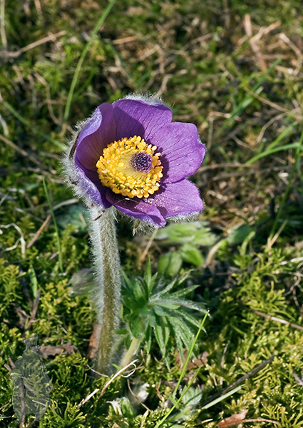 poniklec veľkokvetý Pulsatilla grandis Wender.