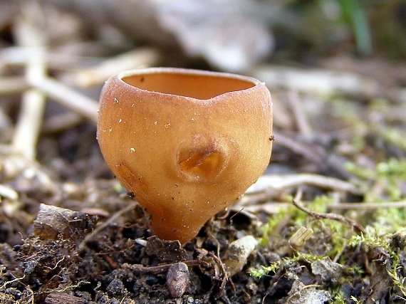 hľuznatka  Sclerotinia ficariae Rehm