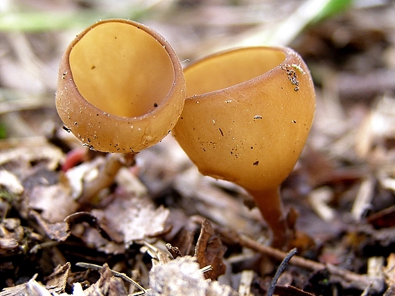 hľuznatka  Sclerotinia ficariae Rehm