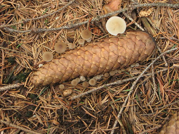 peniazočka smreková Strobilurus esculentus (Wulfen) Singer