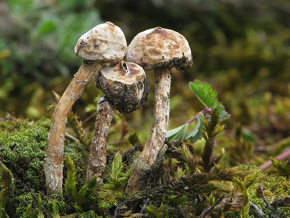 stopkovec zimný Tulostoma brumale Pers.