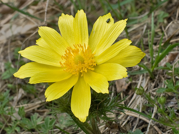 hlaváčik jarný Adonis vernalis L.