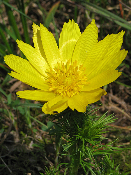 hlaváčik jarný Adonis vernalis L.