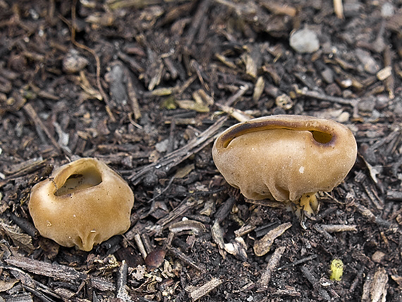 chriapač kalíškovitý Helvella acetabulum (L.) Quél.