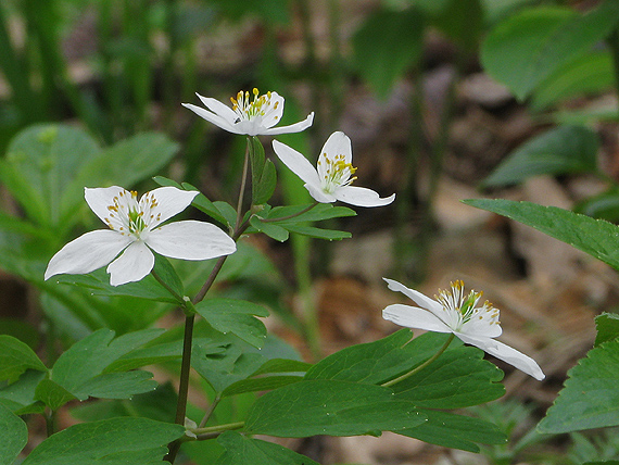 veterník žltuškovitý Isopyrum thalictroides L.