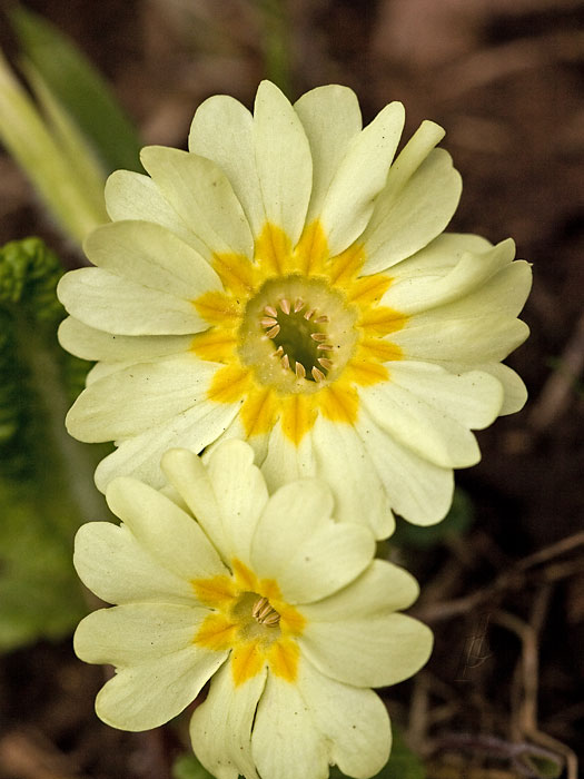 prvosienka bezbyľová Primula acaulis (L.) L.