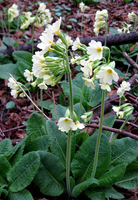 prvosienka vyššia Primula elatior (L.) L.