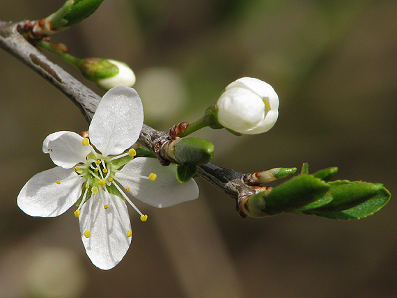 trnka obyčajná Prunus spinosa L.