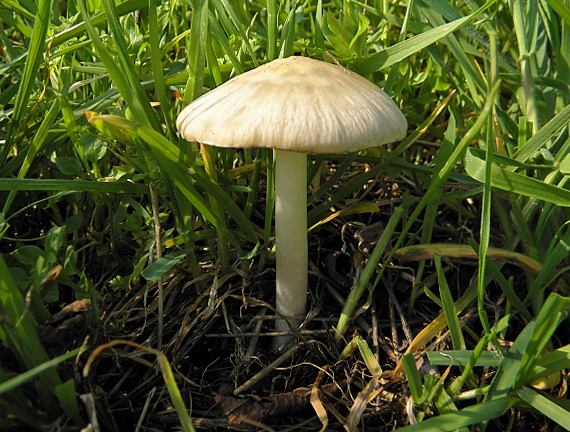 drobuľka Psathyrella sp.