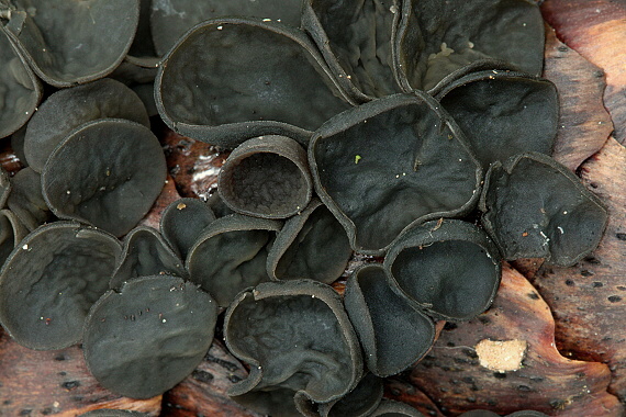 jahňadka smreková Rutstroemia bulgarioides (P. Karst.) P. Karst.