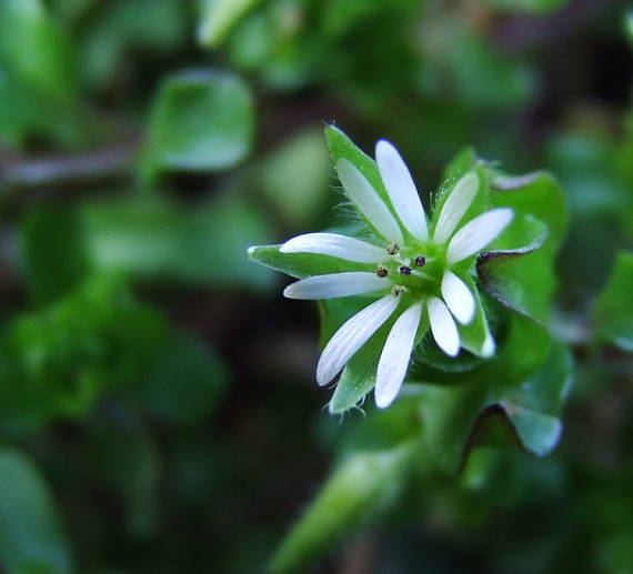 hviezdica prostredná  Stellaria media (L.) Vill.