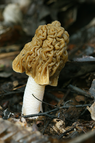 smrčkovec český Verpa bohemica (Krombh.) J. Schröt.