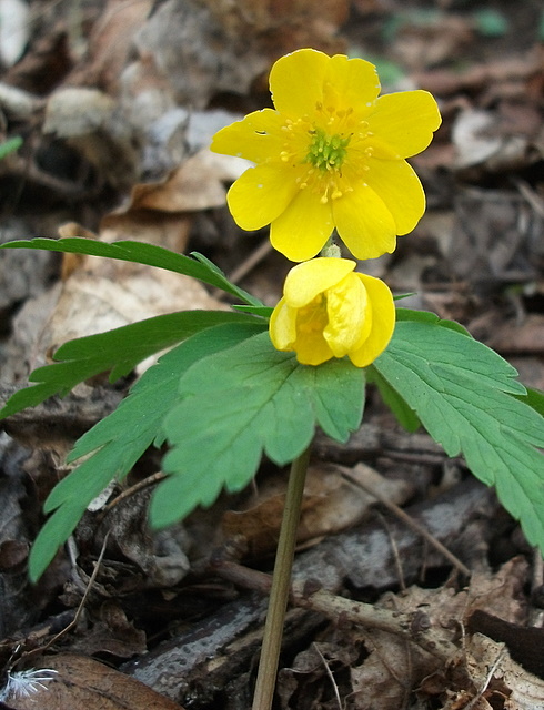 veternica iskerníkovitá Anemone ranunculoides L.