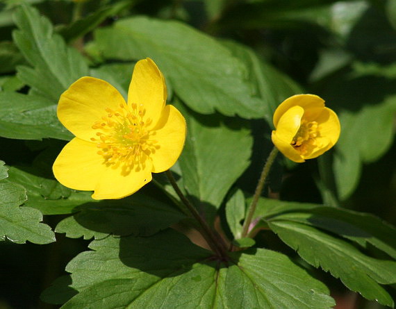 veternica iskerníkovitá Anemone ranunculoides L.