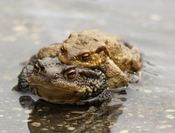 ropucha bradavičnatá Bufo bufo linnaeus 1758