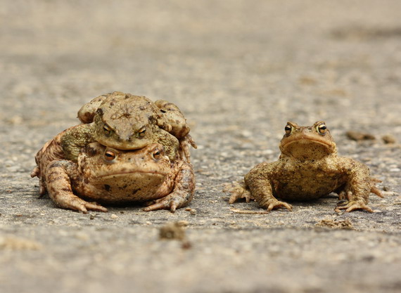 ropucha bradavičnatá Bufo bufo linnaeus 1758