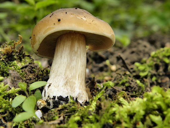 čírovnica májová Calocybe gambosa (Fr.) Donk