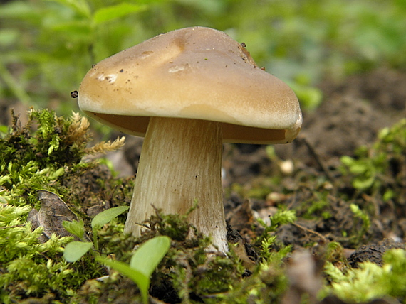 čírovnica májová Calocybe gambosa (Fr.) Donk