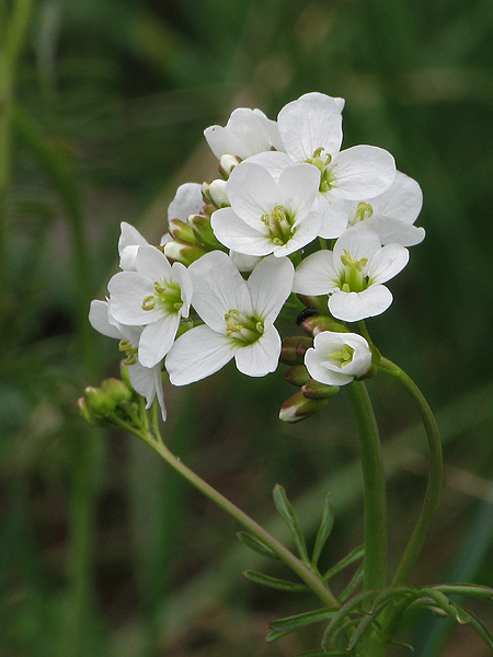 žerušnica lúčna Cardamine pratensis L.