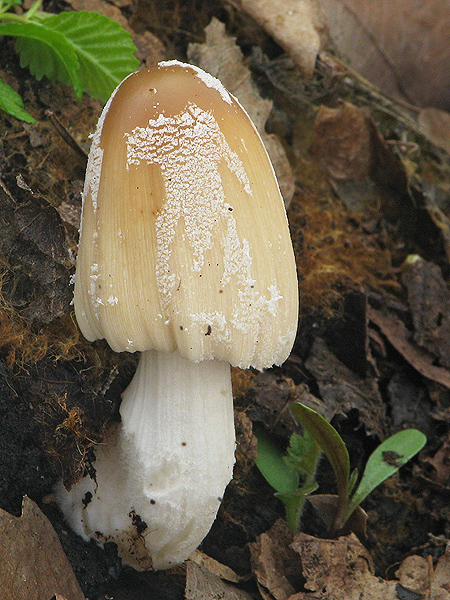 hnojník Coprinus sp.