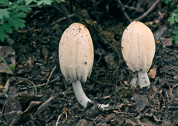 hnojník Coprinus sp.