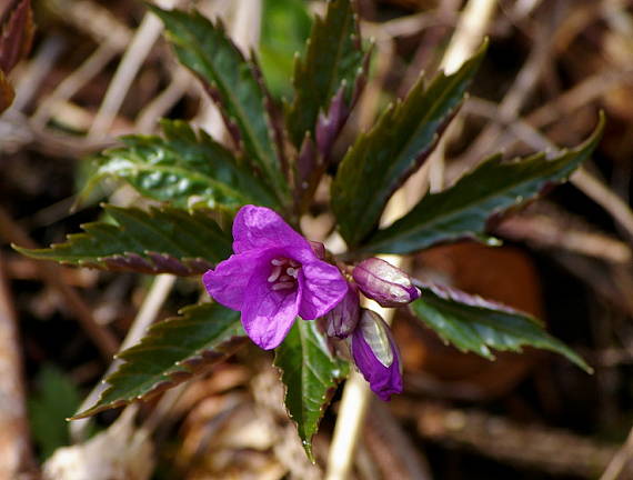 zubačka žliazkatá Dentaria glandulosa Waldst. et Kit. ex Willd.