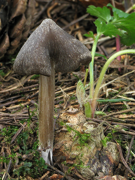 hodvábnica včasná Entoloma vernum S. Lundell