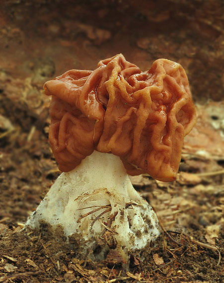 ušiak obrovský Gyromitra gigas (Krombh.) Cooke