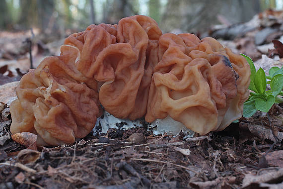 ušiak obrovský Gyromitra gigas (Krombh.) Cooke