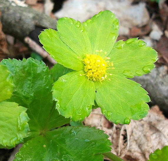 hviezdnatec čemericový Hacquetia epipactis (Scop.) DC.