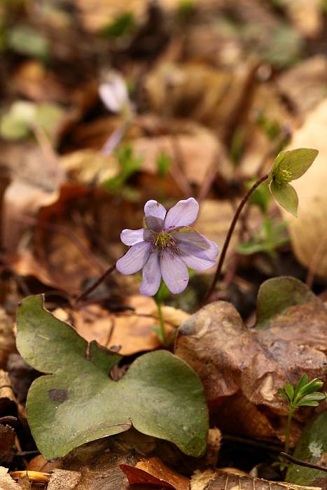 pečeňovník trojlaločný Hepatica nobilis Schreb.