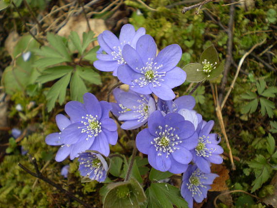 pečeňovník trojlaločný Hepatica nobilis Schreb.