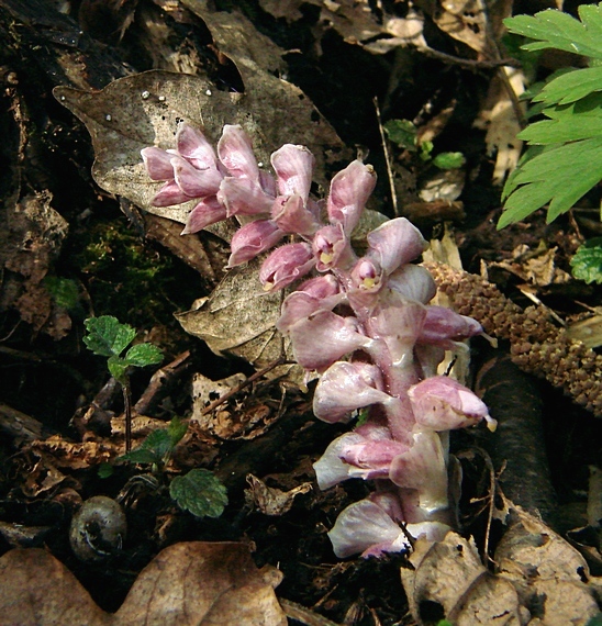 zubovník šupinatý Lathraea squamaria L.